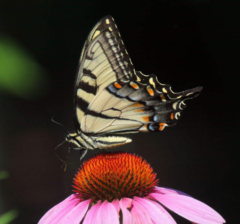 2015 07 23 HTP 000073967 (2)